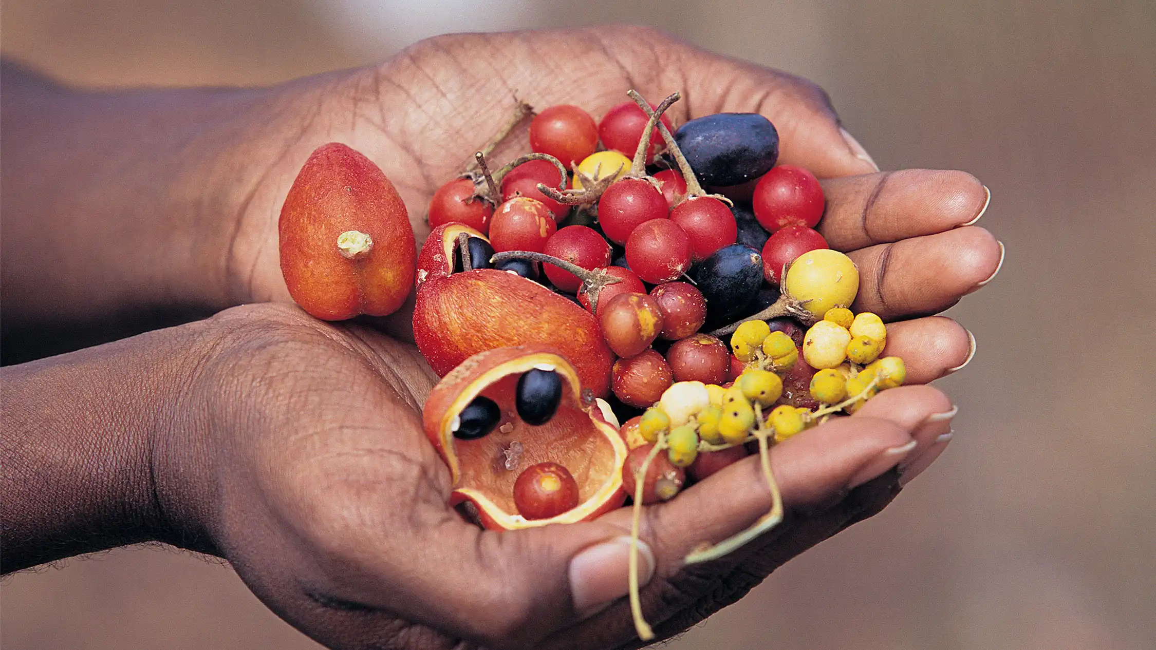 music help farmer of bushfood