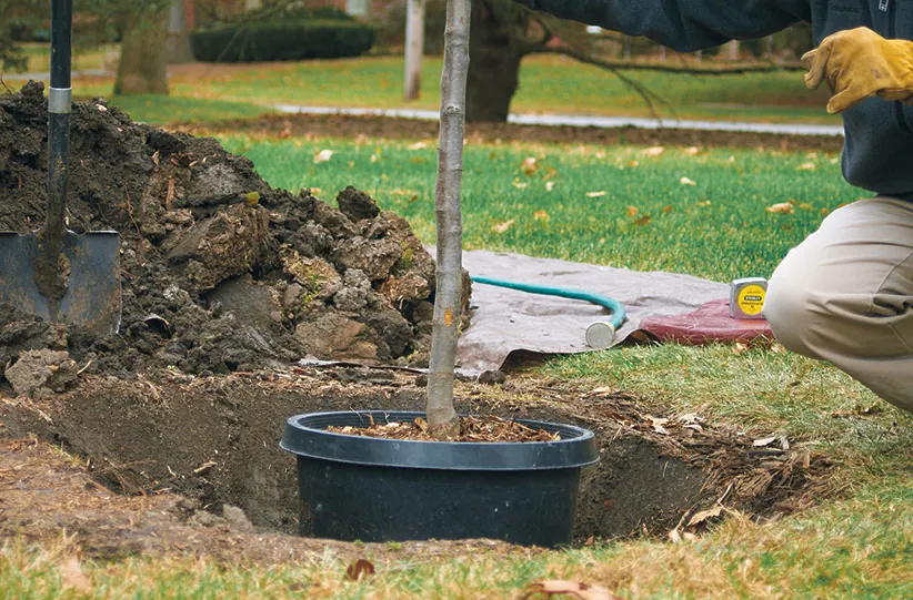 Musical Insights Into Tree Planting Basics
