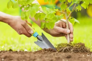 Tree Planting Basics