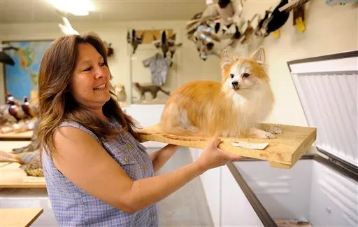 Music Impact Pet Behavior and Care in Daily Life