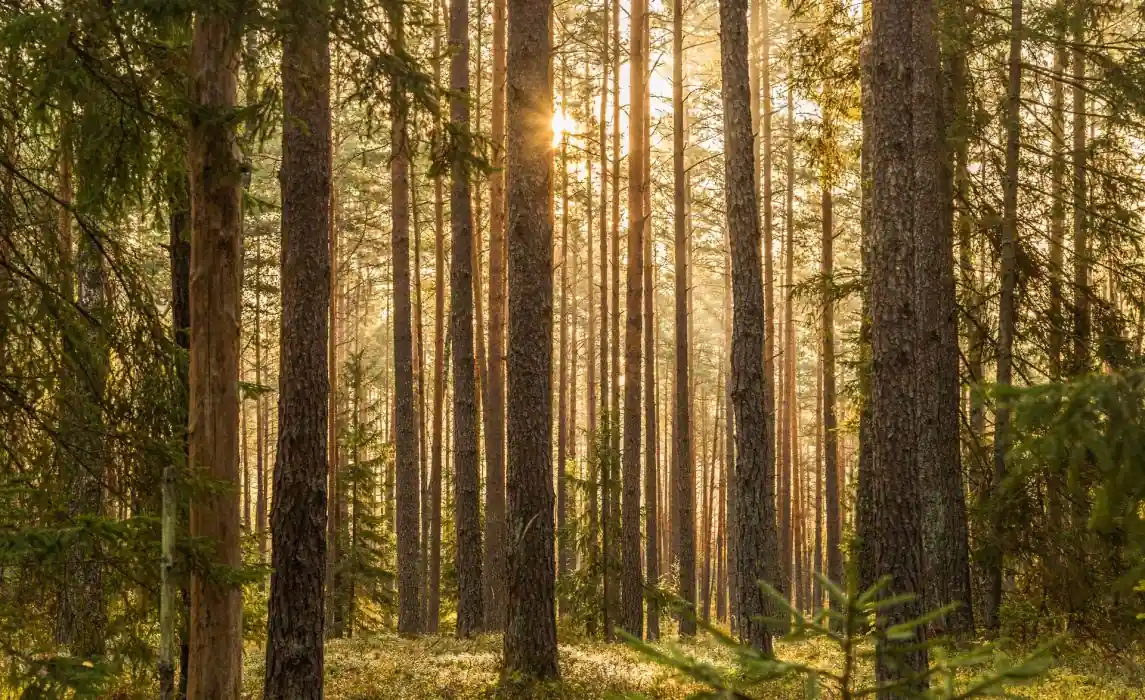 Musics Role in Harmonizing Solutions for Carbon Offset Importance