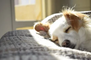 Benefits of pet aquamation