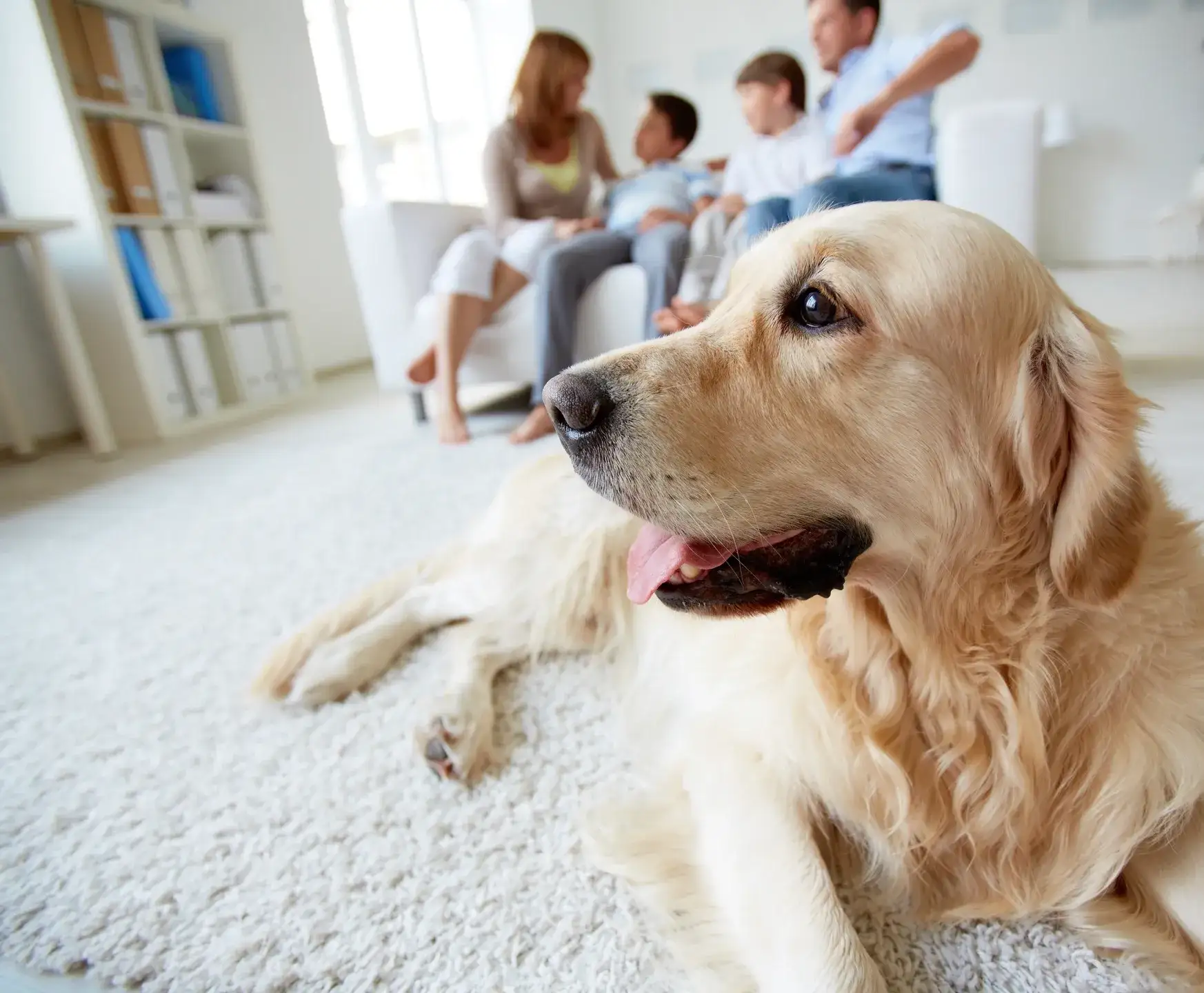 Exploring the Benefits of Pet Aquamation for Musician