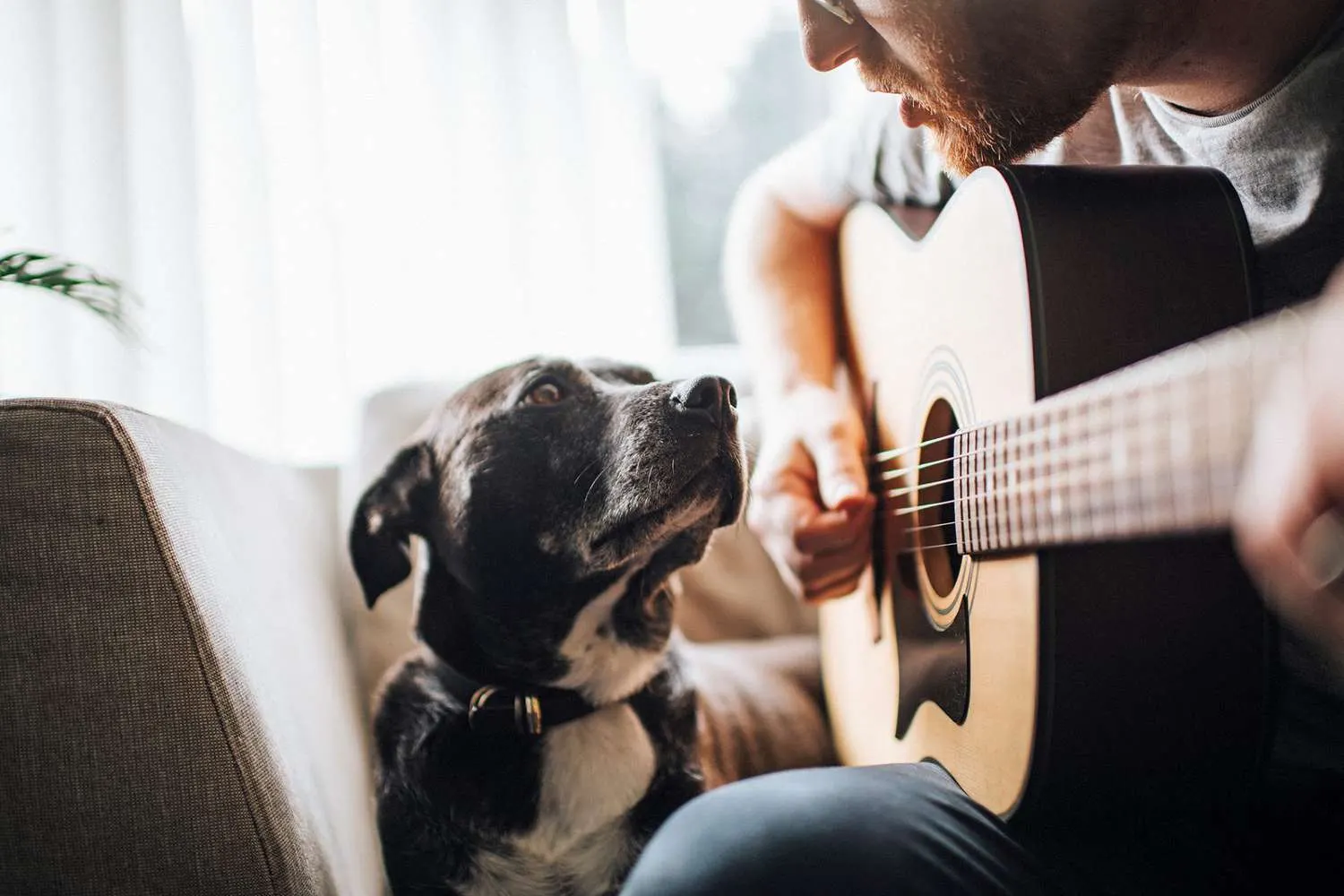 5 Ways Musicians Can Use Their Craft to Improve Pet Health Without Vet Visits